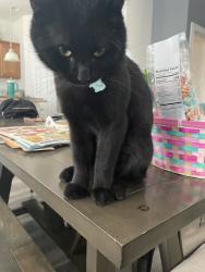 Lost Male Cat last seen Ganztel and combs, San Tan Valley, AZ 85140