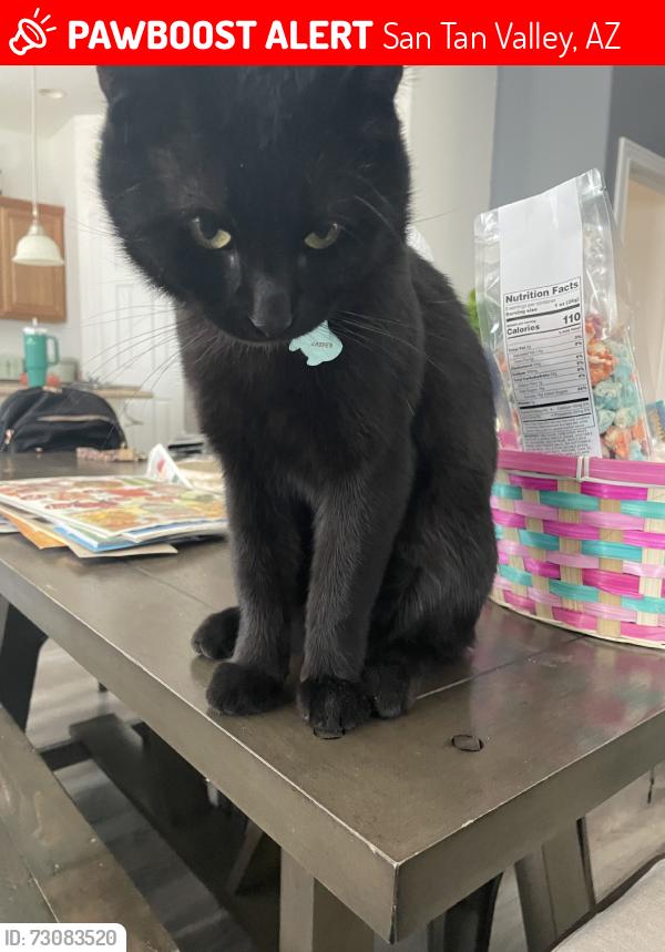 Lost Male Cat last seen Ganztel and combs, San Tan Valley, AZ 85140