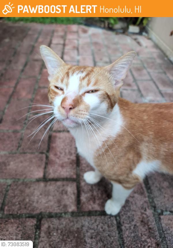 Found/Stray Male Cat last seen Kewalo St., Honolulu, HI 96822