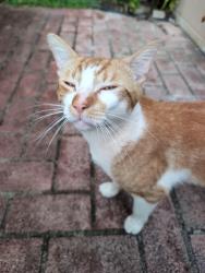 Found/Stray Male Cat last seen Kewalo St., Honolulu, HI 96822
