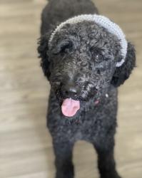 Reunited Male Dog last seen Silverado , Antioch, CA 94509