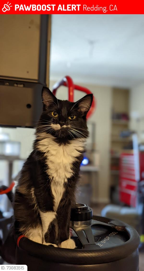 Lost Male Cat last seen C st/2nd st, Redding, CA 96003