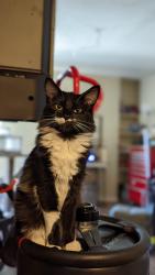 Lost Male Cat last seen C st/2nd st, Redding, CA 96003