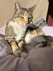 Lost Female Cat last seen Kingsberry and Elva, Aptos, CA 95003