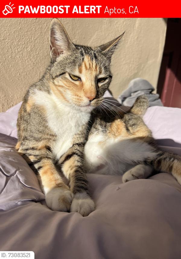 Lost Female Cat last seen Kingsberry and Elva, Aptos, CA 95003