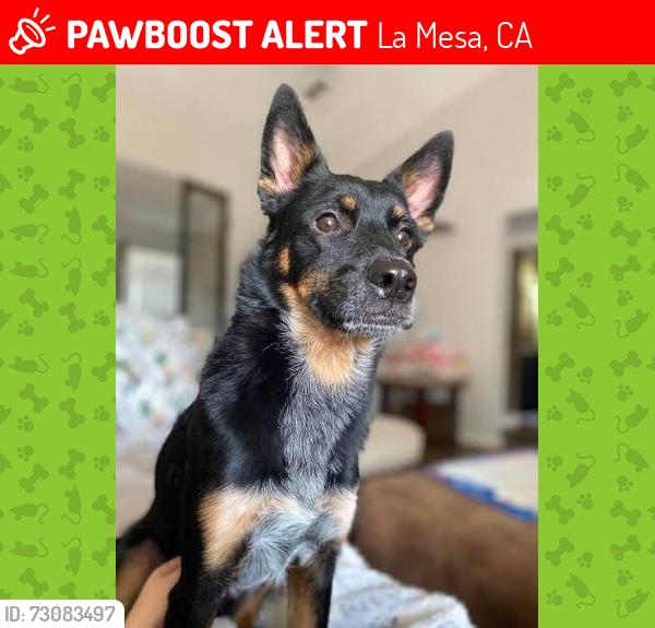 Lost Male Dog last seen Briercrest park, La Mesa, CA 91942