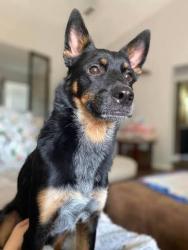 Lost Male Dog last seen Briercrest park, La Mesa, CA 91942