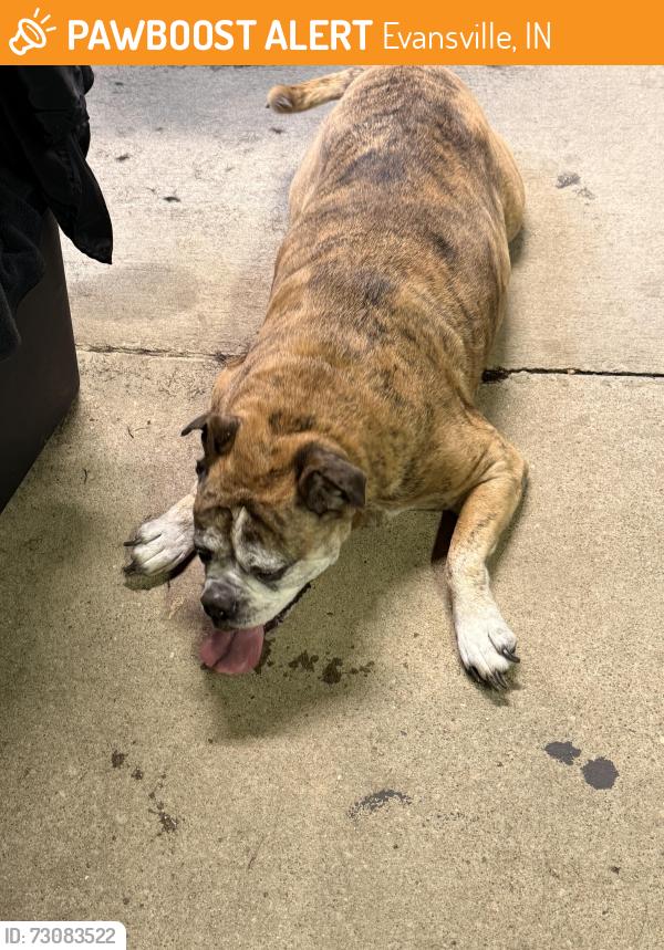Found/Stray Unknown Dog last seen Pollack, Evansville, IN 47714