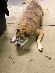 Found/Stray Unknown Dog last seen Pollack, Evansville, IN 47714