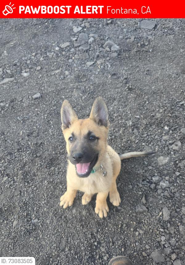 Lost Female Dog last seen Baseline And sierra ave, Fontana, CA 92336