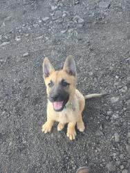 Lost Female Dog last seen Baseline And sierra ave, Fontana, CA 92336