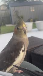 Lost Female Bird last seen Fennel frond dr, Richmond, TX 77406