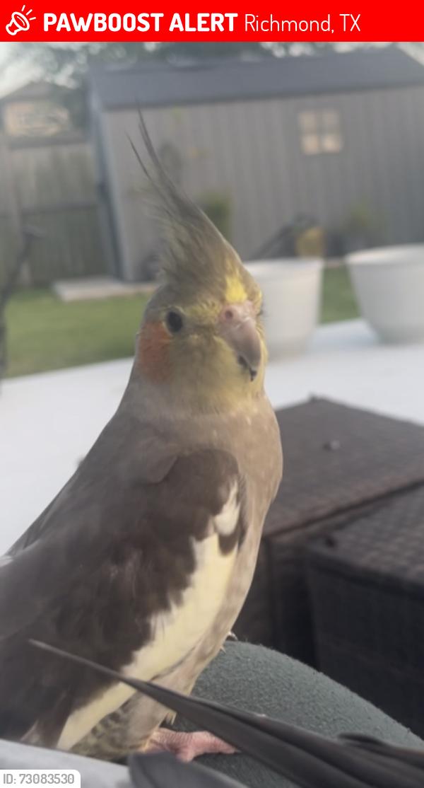 Lost Female Bird last seen Fennel frond dr, Richmond, TX 77406