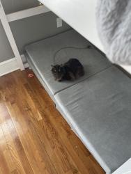 Lost Male Cat last seen Last seen near at home., Danville, VA 24541