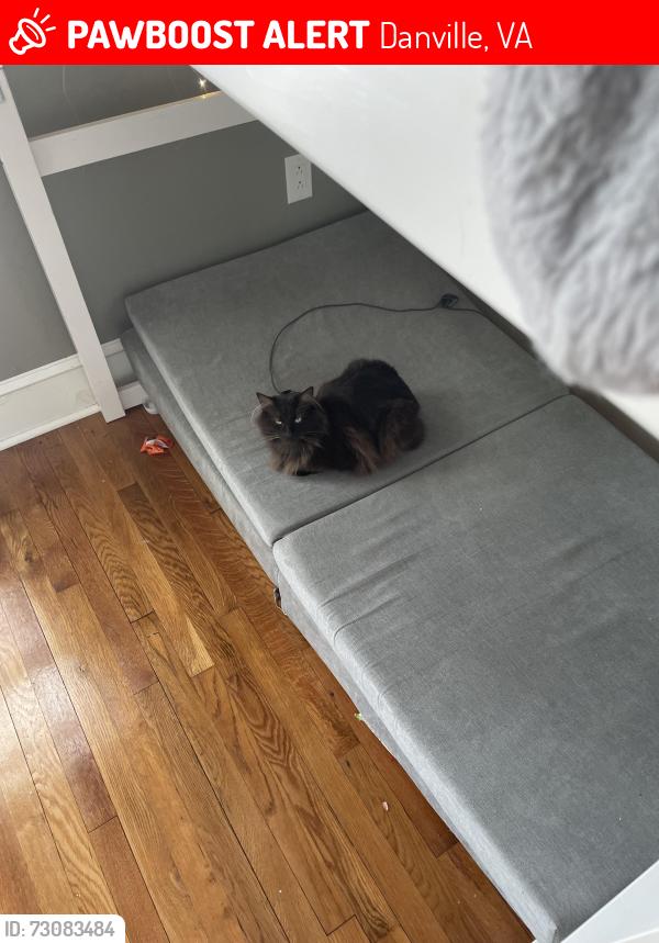 Lost Male Cat last seen Last seen near at home., Danville, VA 24541