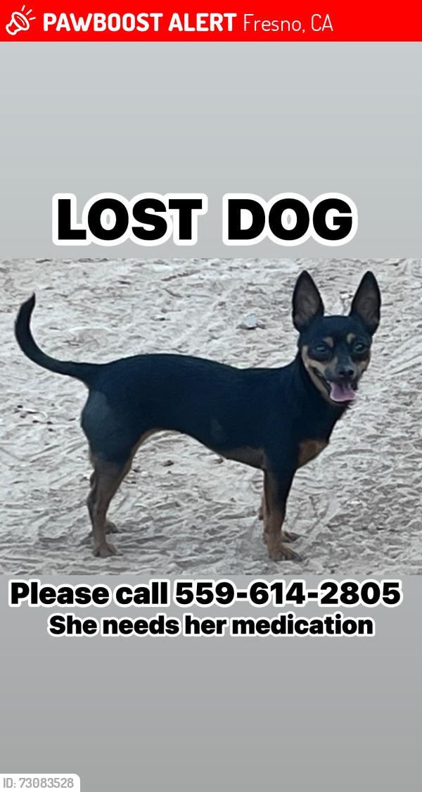 Lost Female Dog last seen Olive & chestnut, Fresno, CA 93701