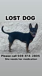 Lost Female Dog last seen Olive & chestnut, Fresno, CA 93701