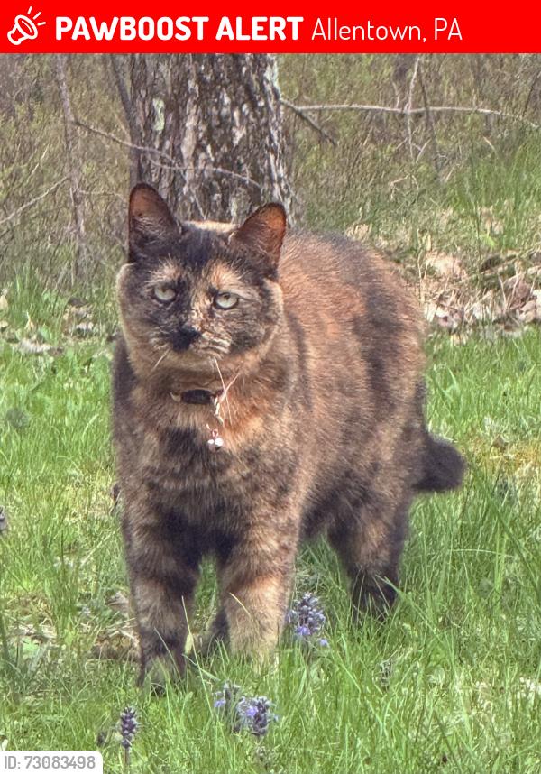 Lost Female Cat last seen Near south poplar street Allentown PA, Allentown, PA 18103