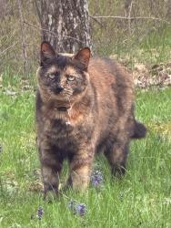 Lost Female Cat last seen Near south poplar street Allentown PA, Allentown, PA 18103