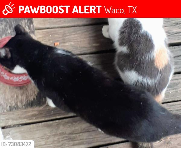 Lost Unknown Cat last seen Near lasker ave waco, Waco, TX 76707