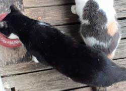 Lost Unknown Cat last seen Near lasker ave waco, Waco, TX 76707