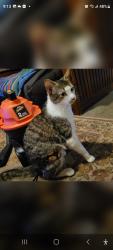 Lost Male Cat last seen 125th, Peck quicktrip, Butler, WI 53007