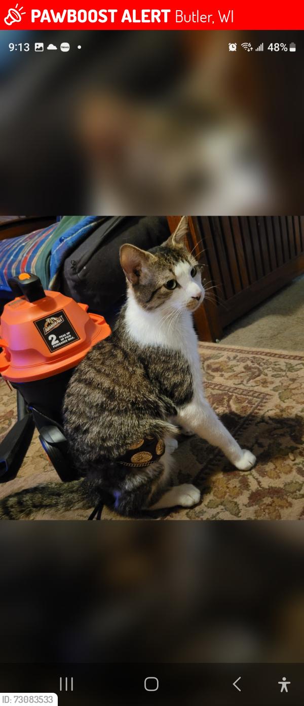 Lost Male Cat last seen 125th, Peck quicktrip, Butler, WI 53007