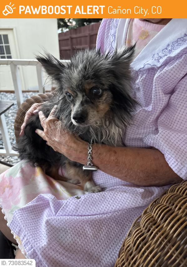 Found/Stray Male Dog last seen Robbie, Cañon City, CO 81212