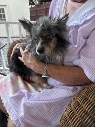 Found/Stray Male Dog last seen Robbie, Cañon City, CO 81212