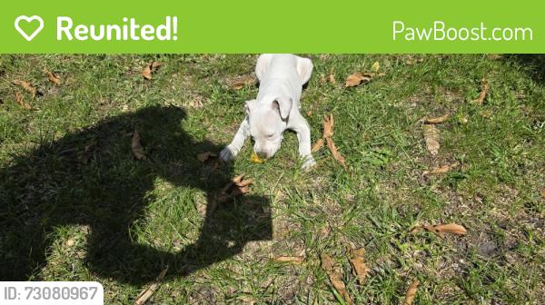 Reunited Female Dog last seen 18th Street  and Avenue E, Fort Pierce, FL 34950