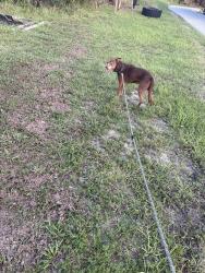 Reunited Male Dog last seen Across the street from space coast high school , Cocoa, FL 32927