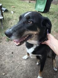 Found/Stray Female Dog last seen Powder horn place and Martin, Longmont, CO 80504