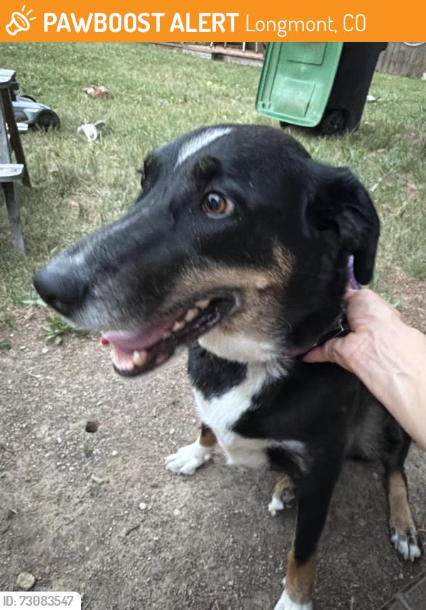 Found/Stray Female Dog last seen Powder horn place and Martin, Longmont, CO 80504