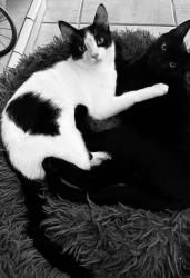 Lost Male Cat last seen Bowmore, Los Angeles, CA 91326