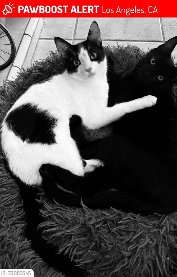 Lost Male Cat last seen Bowmore, Los Angeles, CA 91326