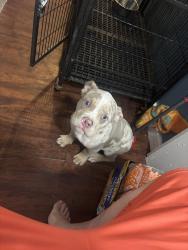 Lost Male Dog last seen Alexandria, LA, Alexandria, LA 71303