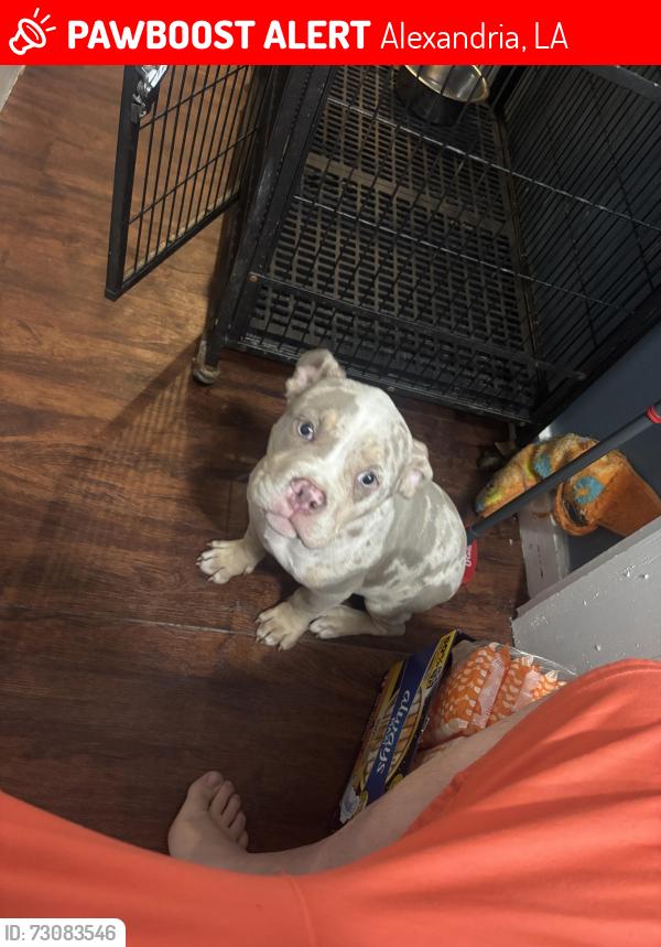 Lost Male Dog last seen Alexandria, LA, Alexandria, LA 71303
