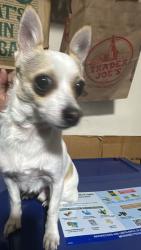 Found/Stray Unknown Dog last seen Near Cottontail Lane McKinney, McKinney, TX 75071