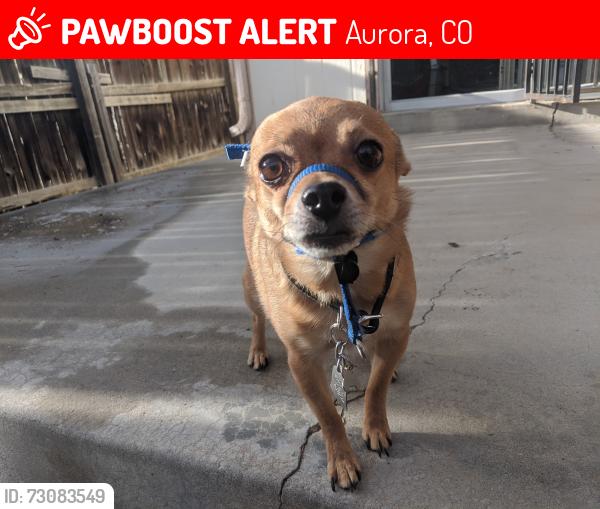 Lost Male Dog last seen Worchester St & Toledo St, Aurora, CO 80011