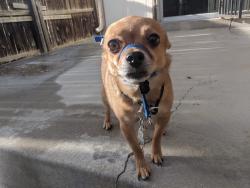 Lost Male Dog last seen Worchester St & Toledo St, Aurora, CO 80011