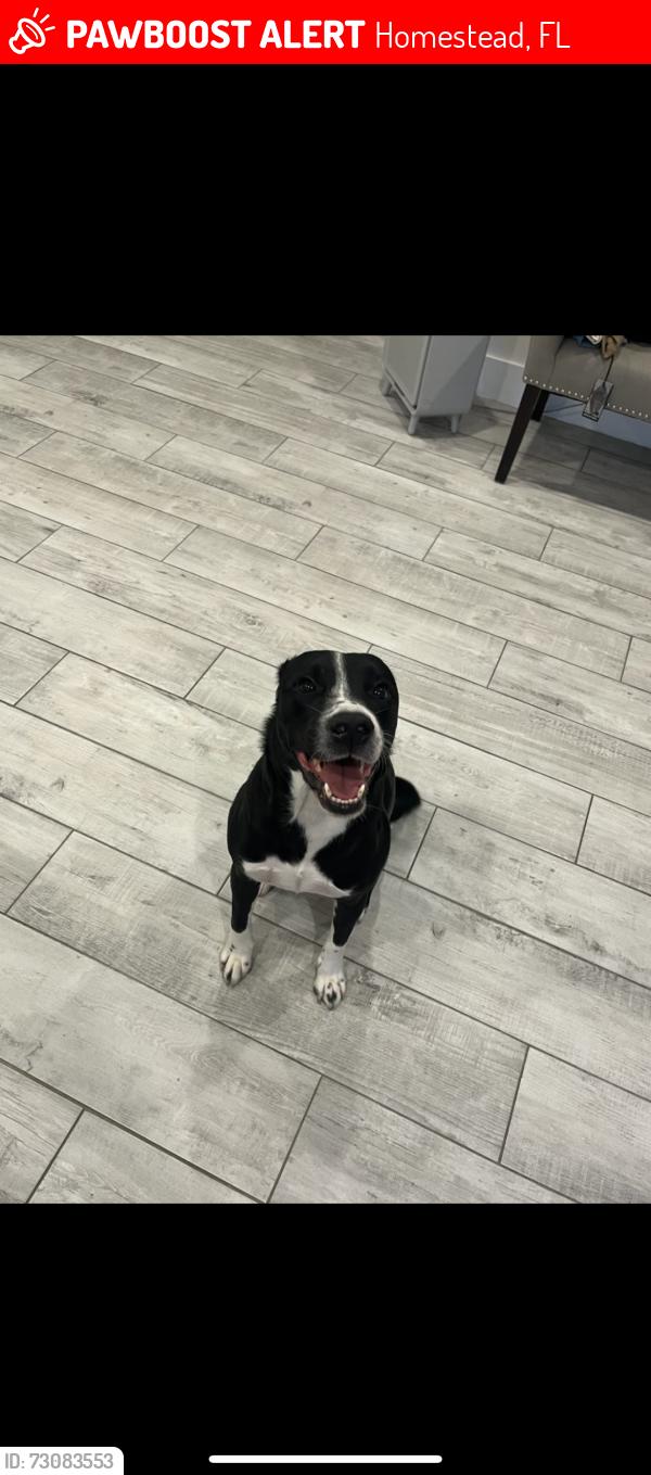Lost Male Dog last seen Near sw 122nd pl, Homestead, FL 33032