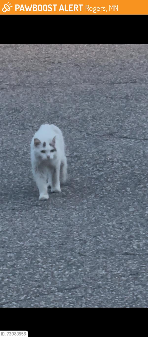 Found/Stray Unknown Cat last seen Peony lane, Rogers, mn, Rogers, MN 55374