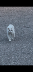 Found/Stray Unknown Cat last seen Peony lane, Rogers, mn, Rogers, MN 55374