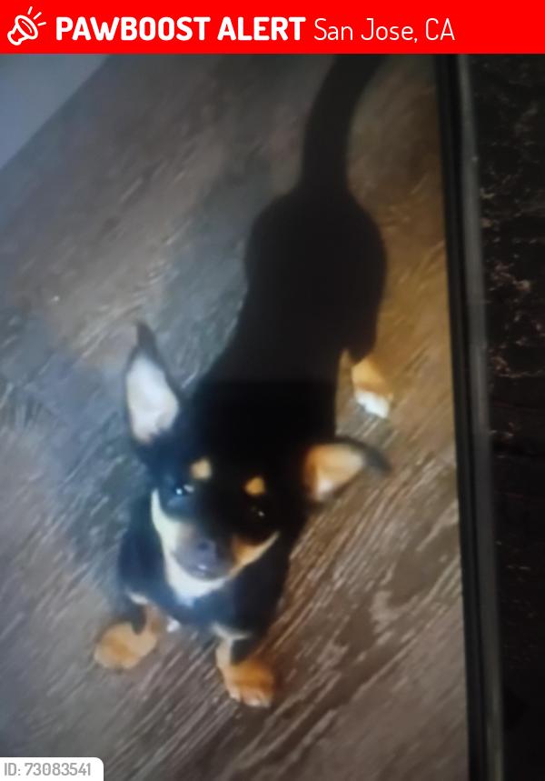 Lost Male Dog last seen Park pleasant Circle, San Jose, CA 95127