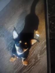 Lost Male Dog last seen Park pleasant Circle, San Jose, CA 95127