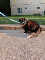 Lost Female Cat last seen Ran from behind Canongate building, Pittsburgh, PA 15227