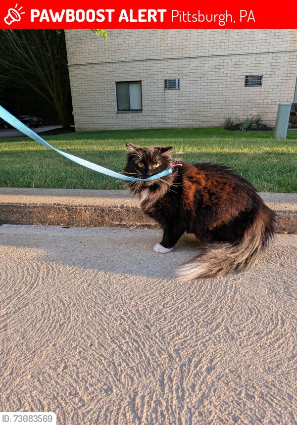 Lost Female Cat last seen Ran from behind Canongate building, Pittsburgh, PA 15227