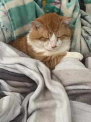 Lost Male Cat last seen Chandler drive, , Kitchener, ON 