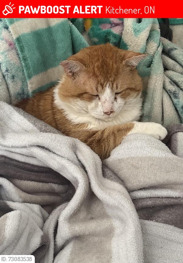 Lost Male Cat last seen Chandler drive, , Kitchener, ON 