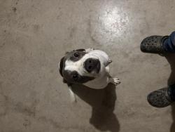 Found/Stray Female Dog last seen Culebra, San Antonio, TX 78254
